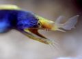 Serpentin Zierfische Blue Ribbon Eel kümmern und Merkmale, Foto
