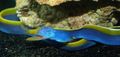 mėlynas Akvariumas Žuvys Mėlynasis Kaspinas, Ungurys, Rhinomuraena quaesita charakteristikos, Nuotrauka