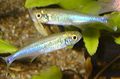Elongated Aquarium Fish Blue tetra care and characteristics, Photo