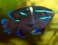 Black Blue Velvet Damselfish, Photo and characteristics