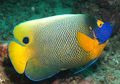 Oval Blueface Angelfish care and characteristics, Photo