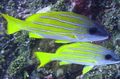 Striped Bluestripe snapper Aquarium Fish, Photo and characteristics