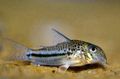 Spotted Bond's сory Aquarium Fish, Photo and characteristics