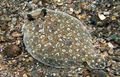 Spotted Bothus ocellatus Aquarium Fish, Photo and characteristics