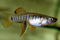 Striped Brachyrhaphis Aquarium Fish, Photo and characteristics