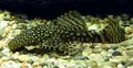 Spotted Bristlenose Catfish, Photo and characteristics
