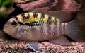Striped Bujurquina syspilus Aquarium Fish, Photo and characteristics