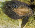 Oval Aquarium Fish Calloplesiops care and characteristics, Photo