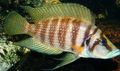 Striped Calvus Cichlid Aquarium Fish, Photo and characteristics