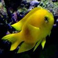 Yellow Canary Deep Water Damsel Aquarium Fish, Photo and characteristics