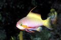 Elongated Aquarium Fish Carberryi Anthias care and characteristics, Photo