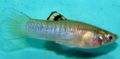 Elongated Aquarium Fish Cauca-molly care and characteristics, Photo