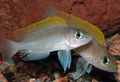 Silver Caudopunctatus Cichlid Aquarium Fish, Photo and characteristics