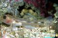 Transparent Cave Transparent Goby Aquarium Fish, Photo and characteristics