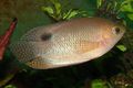 Gold Ceylon Combtai Aquarium Fish, Photo and characteristics