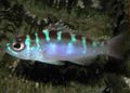 Oval Aquarium Fish Chalk Bass care and characteristics, Photo