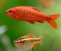 Red Cherry Barb Aquarium Fish, Photo and characteristics