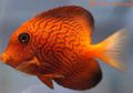 Triangular Aquarium Fish Chevron Tang care and characteristics, Photo