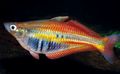 Photo Aquarium Fish Chilatherina description and characteristics