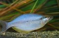 Silver Chilatherina Aquarium Fish, Photo and characteristics