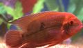 Red Chocolate Cichlid, Emerald Cichlid Aquarium Fish, Photo and characteristics
