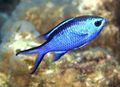 Blue Chromis Aquarium Fish, Photo and characteristics
