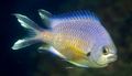Gold Chromis Aquarium Fish, Photo and characteristics