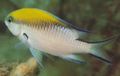 Motley Chromis Aquarium Fish, Photo and characteristics