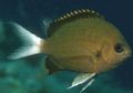 Brown Chromis Aquarium Fish, Photo and characteristics