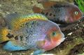 Motley Cichlasoma synspilum Aquarium Fish, Photo and characteristics
