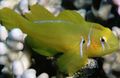 Yellow Citron Clown Goby Aquarium Fish, Photo and characteristics