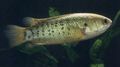 Gold Aquarium Fish Climbing Perch, Anabas testudineus characteristics, Photo