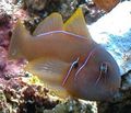 Elongated Aquarium Fish Clown Goby Brown care and characteristics, Photo