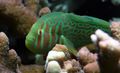 Elongated Aquarium Fish Clown Goby Green care and characteristics, Photo