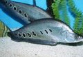 Oval Clown Knifefish care and characteristics, Photo