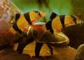 Elongated Aquarium Fish Clown loach care and characteristics, Photo