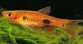 Red Clown Rasbora Aquarium Fish, Photo and characteristics