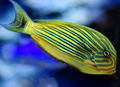 Striped Clown Tang Aquarium Fish, Photo and characteristics