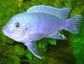 Light Blue Cobalt Blue Zebra Cichlid Aquarium Fish, Photo and characteristics