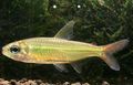 Elongated Aquarium Fish Colletts tetra care and characteristics, Photo