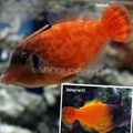 Rot Farbigen Filefish Zierfische, Foto und Merkmale