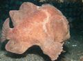 Spotted Commerson's frogfish (Commersons anglerfish), Photo and characteristics