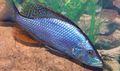 Elongated Aquarium Fish Compressiceps Cichlid, Malawi Eye-Biter care and characteristics, Photo