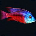 Oval Aquarium Fish Copadichromis boadzulu care and characteristics, Photo