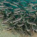 Striped Coral Catfish, Photo and characteristics