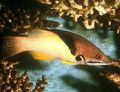 Bunt Korallen Hogfish, Mesothorax Hogfish Zierfische, Foto und Merkmale