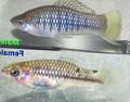 Elongated Aquarium Fish Cortez s Swordtail care and characteristics, Photo