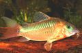 Photo Aquarium Fish Corydoras aeneus characteristics