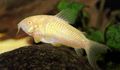 White Corydoras aeneus Aquarium Fish, Photo and characteristics