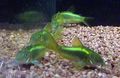 Green Corydoras aeneus Aquarium Fish, Photo and characteristics